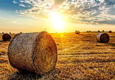 Сено в рулонах урожая 2023 года