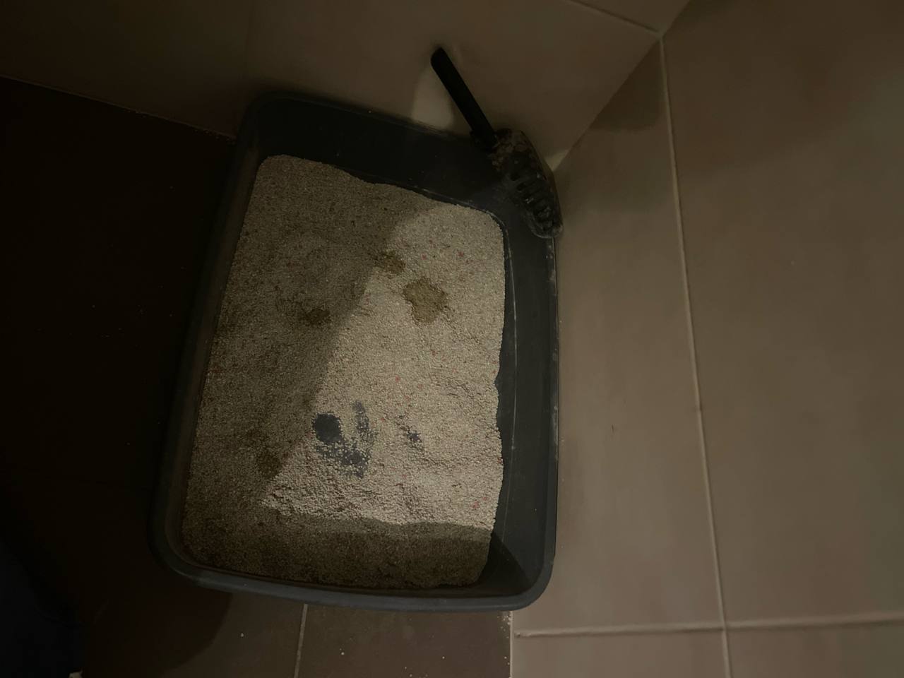 Лоток для кошек с лопаткой б/у
