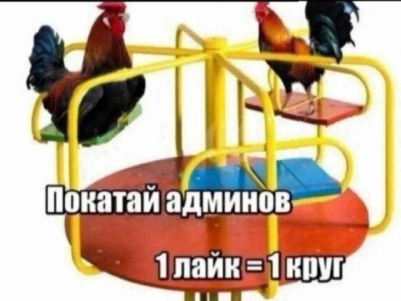 Петух домашний породистый, взрослый